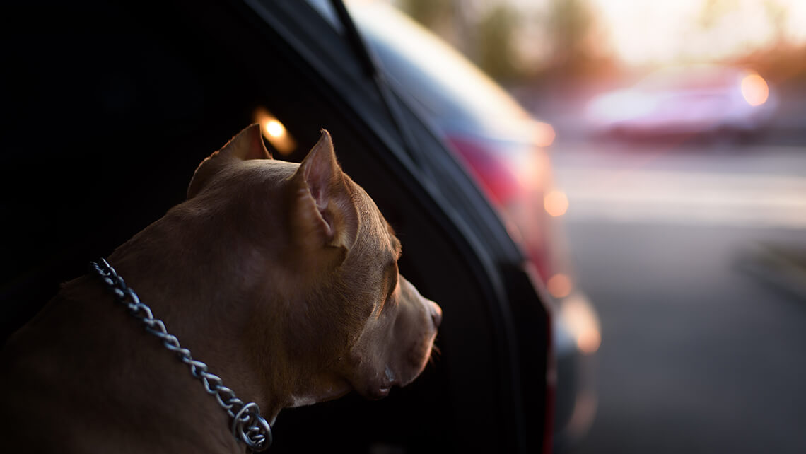 close-up of dog