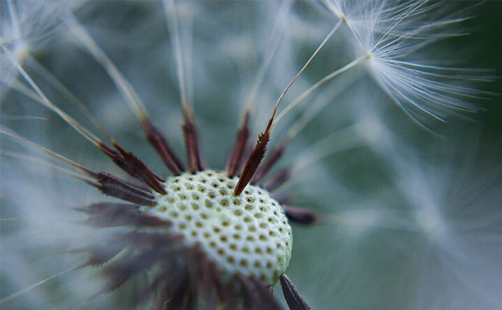 close up of flower