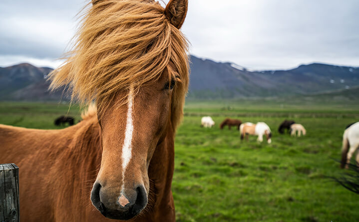 horse in pasture