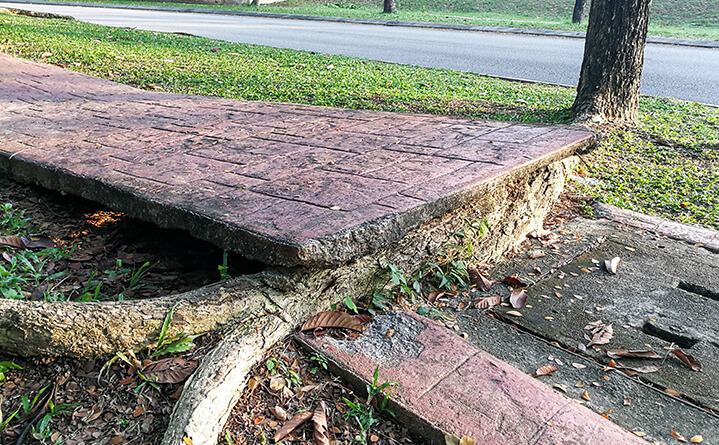 tree root breaking sidewalk making it uneven